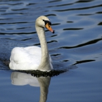 Schwäne auf dem See