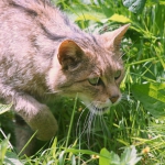 Europäische Wildkatze