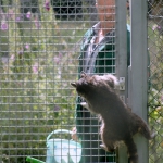 Fütterung der Waschbären