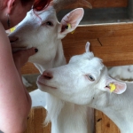 Ziegen schmusen gerne